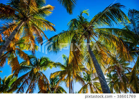Tropical beach with palm trees 38601769