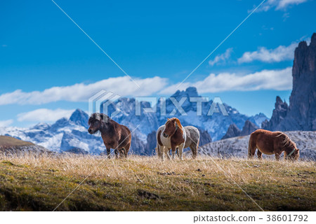 ponies on meadow in italien dolomites ponies on meadow in italien dolomites 38601792