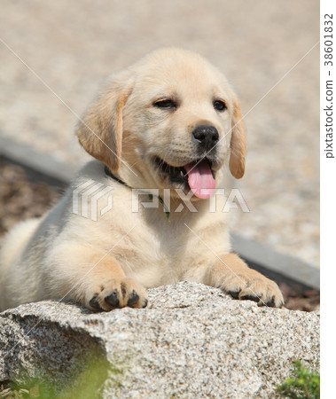 Adorable labrador retriever lying 38601832