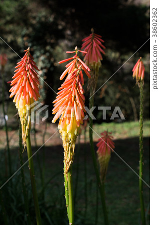 Beautiful flowers as a background 38602362