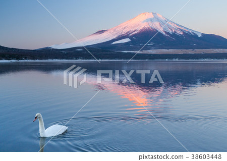山中湖的富士山和天鵝顛倒了 山中湖的富士山和天鵝顛倒了 38603448