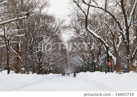 白雪皚皚的北海道大學校園 38603739