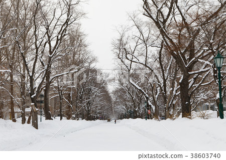 Snowy Hokkaido University Campus 38603740