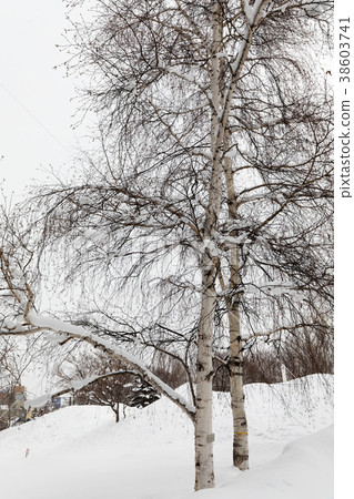 Snowy landscape Sapporo No. 2 Farm Birch trees Snowy landscape Sapporo No. 2 Farm Birch trees 38603741