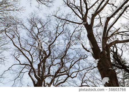札幌農業學校第二農場Harunire的雪景 38603766