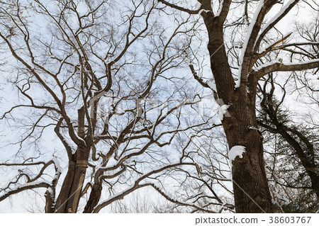 札幌農業學校第二農場Harunire的雪景 38603767