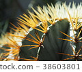 仙人掌 38603801