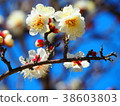 梅花 38603803