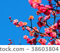 梅花 38603804