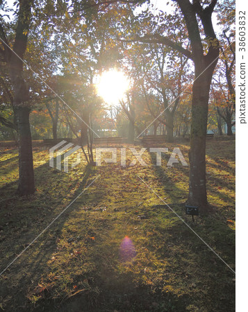 Park sunrise 38603832