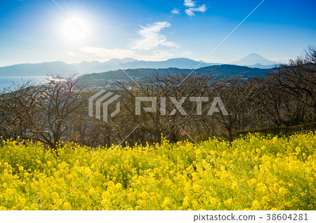 Rape flower hill Rape flower hill 38604281