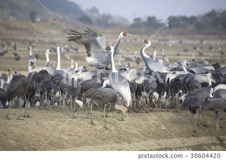 洪水的起重機 38604420