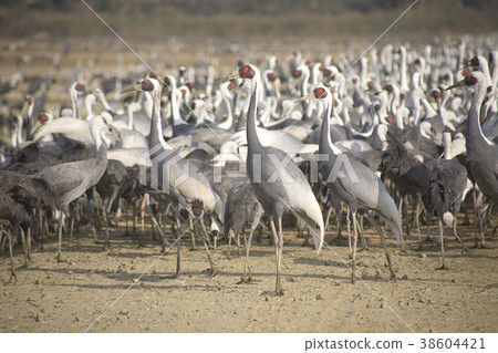 洪水的起重機 洪水的起重機 38604421