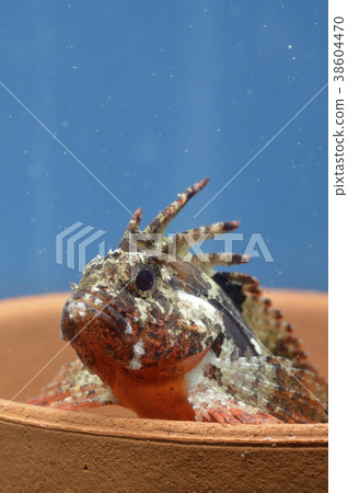 Fish haokoze hide and seek 38604470