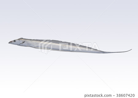 Tatoo魚90厘米 38607420