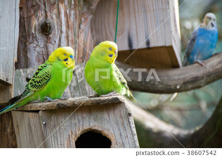 A pair of parakeets 38607542