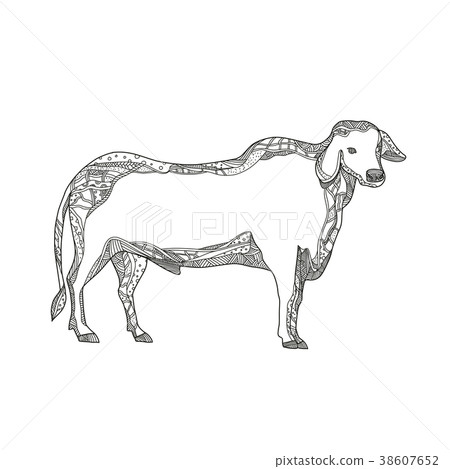 Brahman Bull Side Doodle Side 38607652