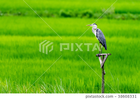 Rice paddy rice field 38608331