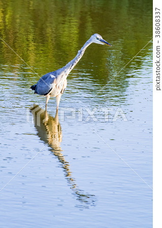 Gray heron Gray heron 38608337