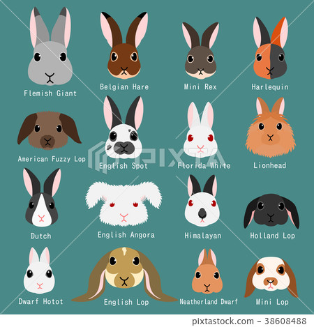 Rabbit face type list - Stock Illustration [38608488] - PIXTA