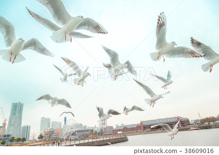 海鷗海鷗海鷗 海鷗海鷗海鷗 38609016