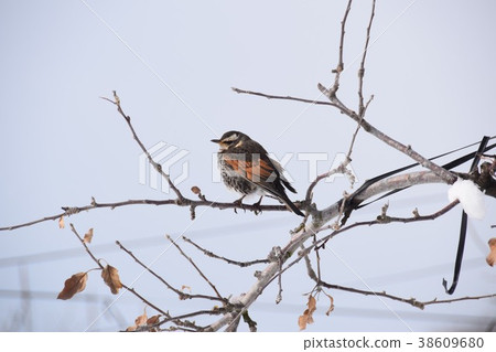 Wild bird 38609680