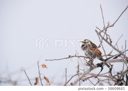 Wild bird perching on apple branch Wild bird perching on apple branch 38609681