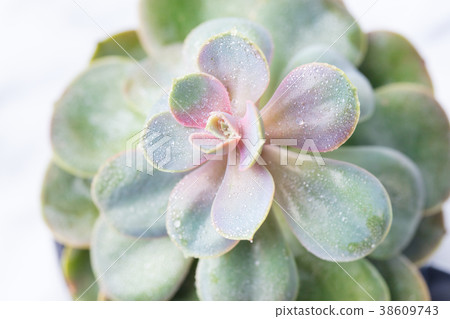 Succulent plant on marble background. Top view 38609743