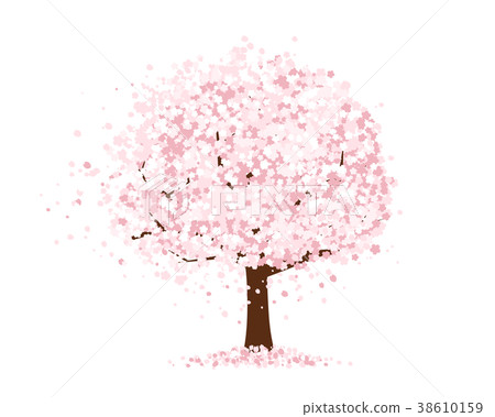 櫻桃樹 38610159