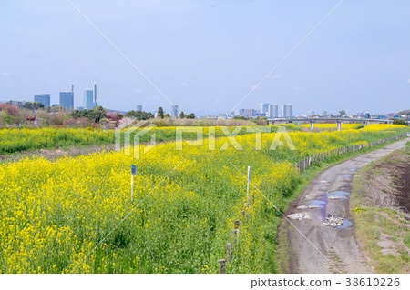 Minuma rice field blooming rape of Shibakawa bank 38610226