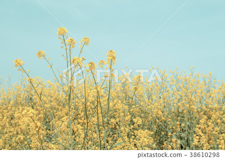 Spring rape 38610298