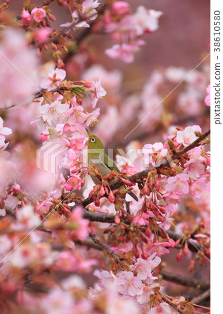 Kawazu cherry tree and mezzo 38610580