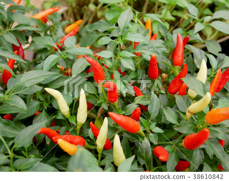 Red chili pepper organic farming Red chili pepper organic farming 38610842