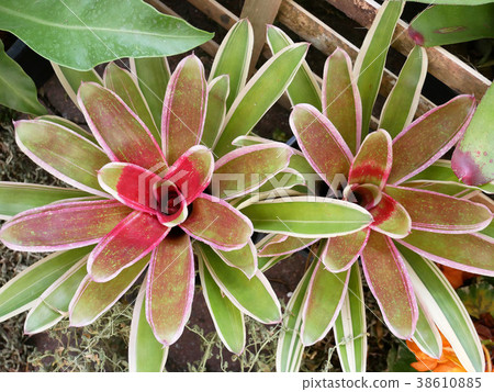 Colorful Bromeliad in the garden 38610885
