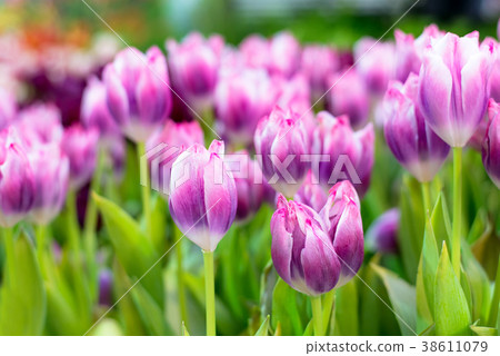 Purple Tulip Flower in the garden 38611079
