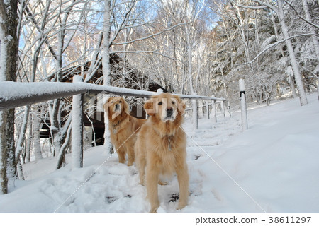 Snow morning dog 38611297