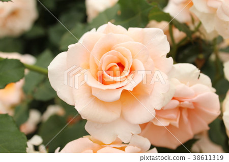 Kotone Kotone 38611319