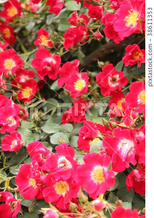 紅色的梅依土地 紅色的梅依土地 38611353