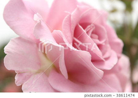 Pink French Lace Floribunda 38611474