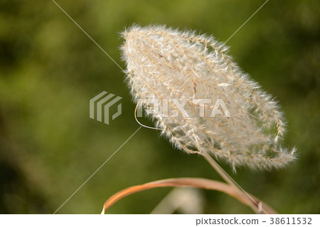 Ears of a Japanese cedar 38611532