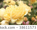 Graham Thomas 38611573
