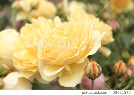 格雷厄姆托馬斯 38611573