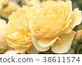 Graham Thomas 38611574