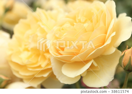 格雷厄姆托馬斯 38611574