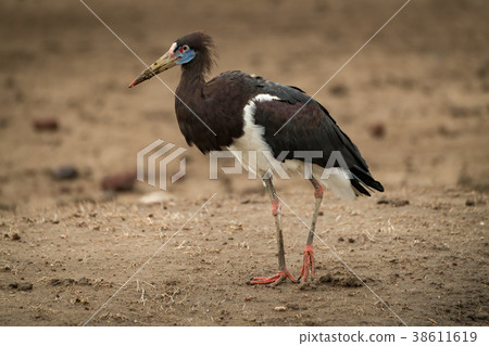 Abdim stork walks right-to-left across muddy groun 38611619
