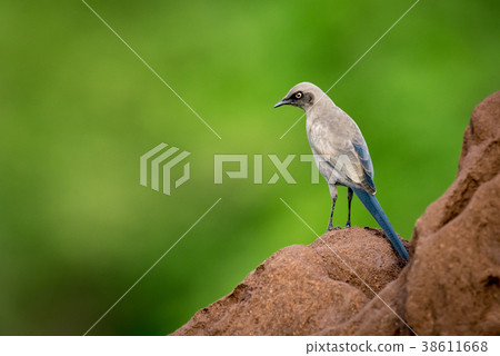 Ashy starling on side of termite mound Ashy starling on side of termite mound 38611668