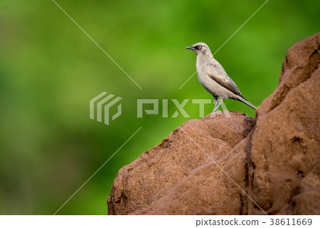Ashy starling on top of termite mound Ashy starling on top of termite mound 38611669