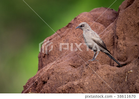 Ashy starling perched on red termite mound 38611670