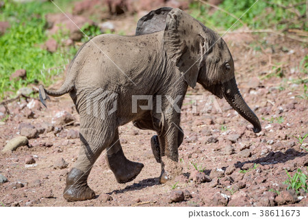 Baby African elephant walks across rocky clearing Baby African elephant walks across rocky clearing 38611673