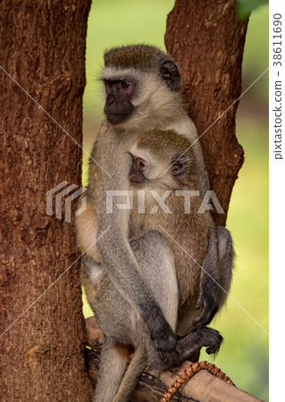 Baby vervet monkey with mother facing left 38611690
